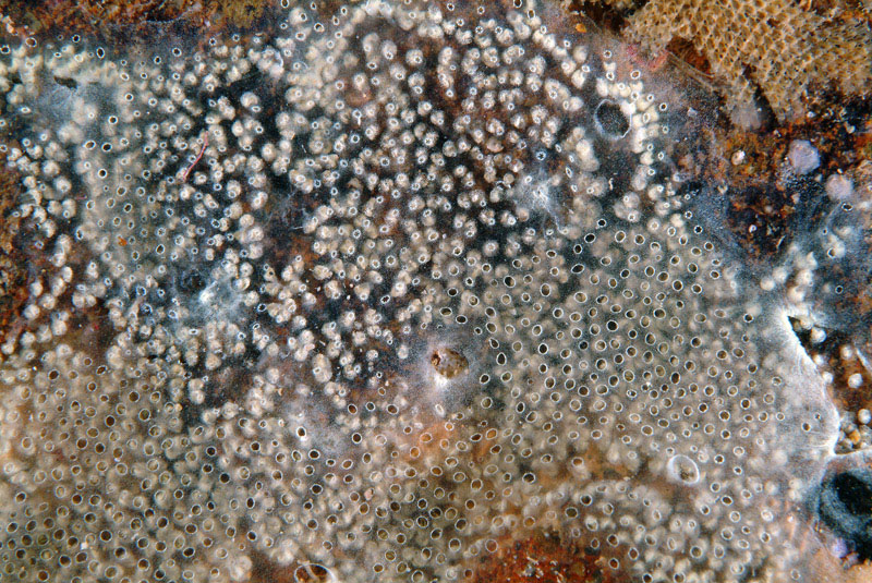 Diplosoma spongiforme